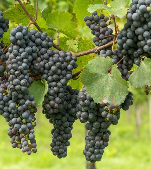 grapes-g51cafc6d0_1280
