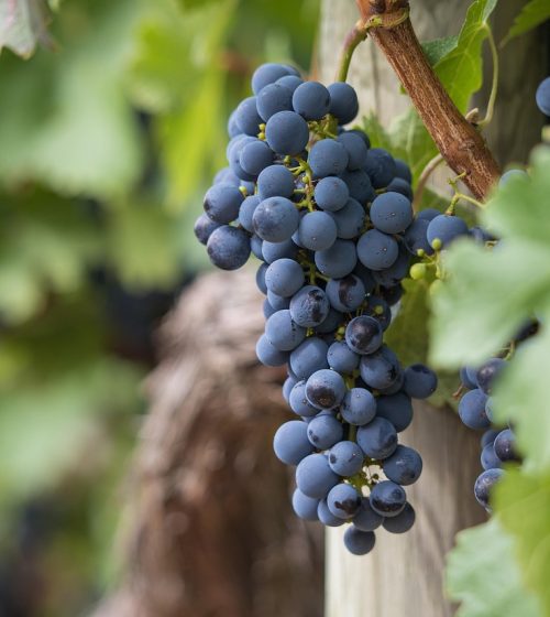 grapes-gcdedaea63_1280